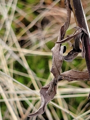 Eupatorium perfoliatum