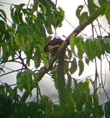 Ratufa bicolor