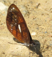 Lymanopoda ferruginosa