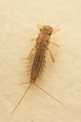 Leptophlebiidae