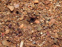 Pheidole