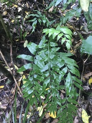 Asplenium oblongifolium