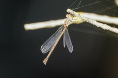 Chalcolestes parvidens