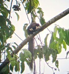 Ratufa bicolor