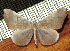 Macrosoma rubedinaria