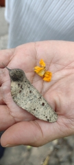 Tipuana tipu