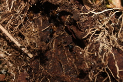 Camponotus atriceps