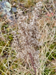 Eupatorium perfoliatum