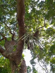 Hylocereeae