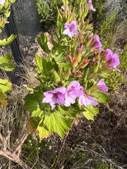 Pelargonium cucullatum