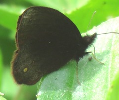 Manerebia cyclopella