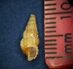 Cerithiidae