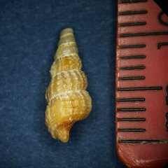 Cerithiidae
