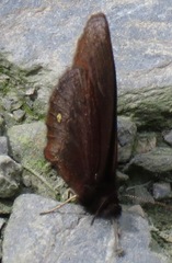 Manerebia cyclopella