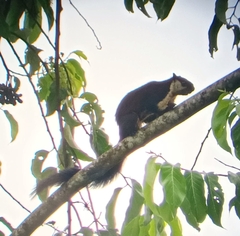 Ratufa bicolor