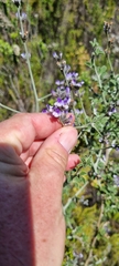 Psoralea hirta