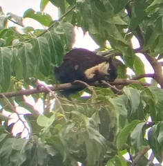 Ratufa bicolor