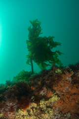 Undaria pinnatifida