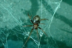 Steatoda capensis