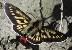 Metardaris cosinga