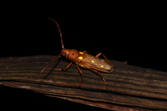 Coccoderus