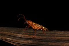 Coccoderus