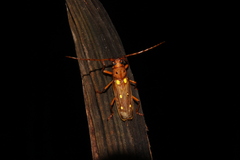 Coccoderus