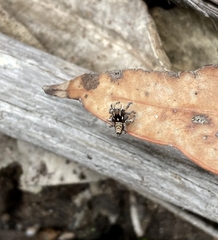 Maratus plumosus