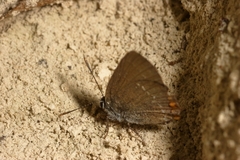 Satyrium acaciae