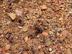Pheidole