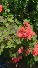 Pelargonium × hybridum