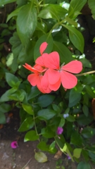 Pelargonium × hybridum