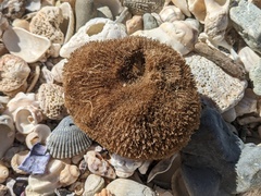 Porifera