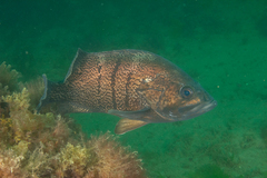 Acanthistius patachonicus