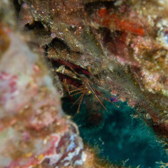 Stenorhynchus debilis