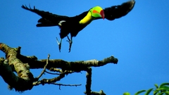 Ramphastos sulfuratus