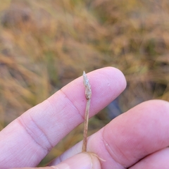 Eleocharis rostellata