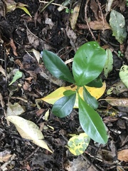 Corynocarpus laevigatus