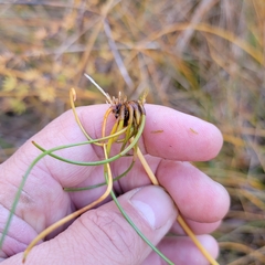 Eleocharis rostellata