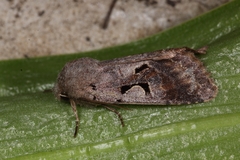 Orthosia gothica