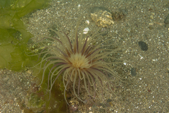 Ceriantheopsis