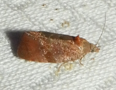 Evora hemidesma