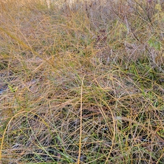 Eleocharis rostellata