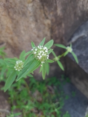 Spermacoce verticillata