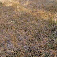 Eleocharis rostellata