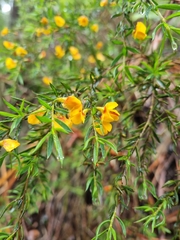 Pultenaea muelleri