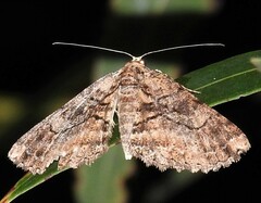 Paradromulia ambigua