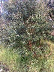 Hakea ulicina