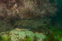 Pinguipes brasilianus