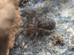 Amaurobiidae